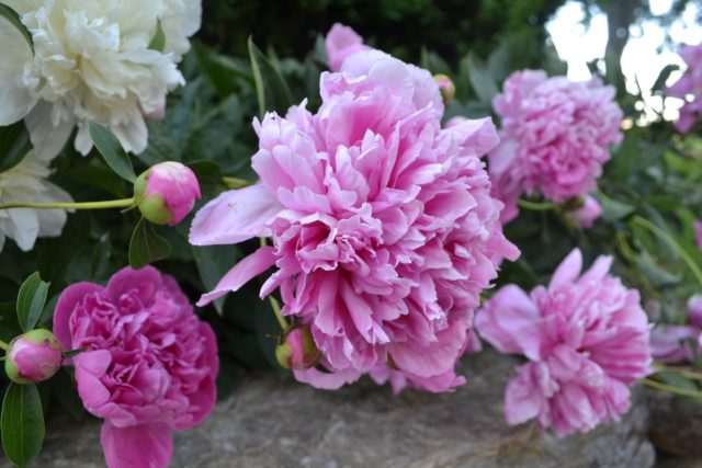 芍薬の花が初夏一番幸せを呼ぶ５つの理由 Eririncolor