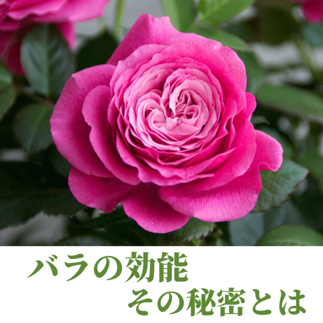 やっぱりすごい バラの花の効能 Eririncolor