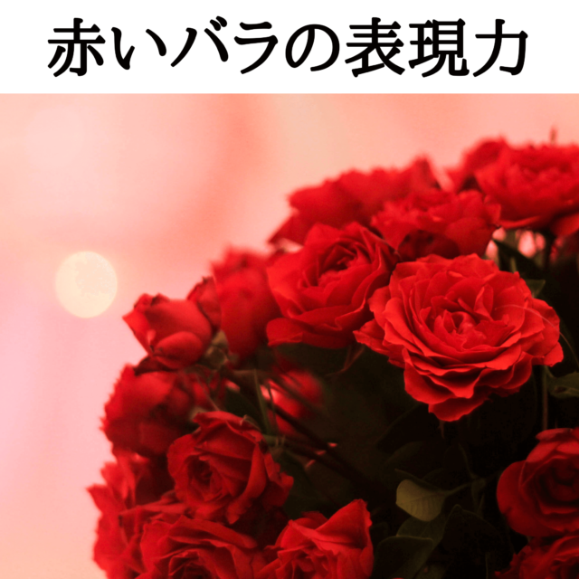 花セラピー 赤いバラが好きな人 Eririncolor