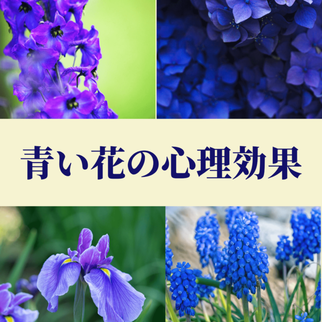 青い花 白い花 その心理効果 Eririncolor