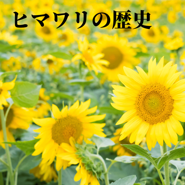 夏の花 ひまわりの効能 たまぶちっこ